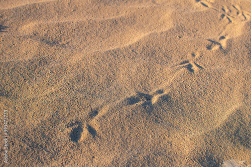 Bird tracks in sand in Alvord Desert, Southeastern Oregon.