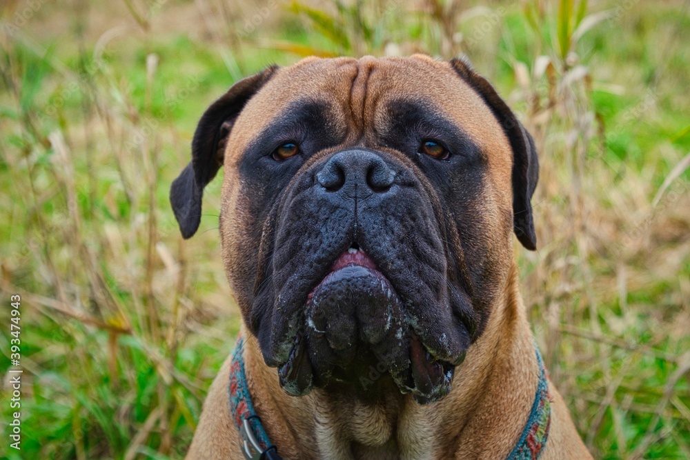 2020-11-18 A PORTRAIT OF A BEAUTIFUL BULL MASTIFF WITH A LUSH GREEN BACKGROUND