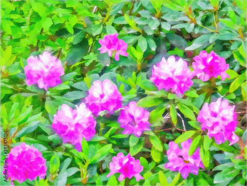 Azalea bush. Bright  purple  lilac flowers on green leaves background. Watercolor painting. Digital painting - illustration. Natural landscape