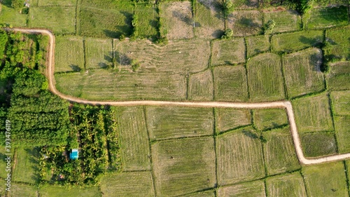 Bird's-eye view flying over the golden rice fields See the buffalo walking songkhla thailand