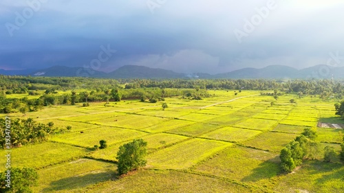 Bird's-eye view flying over the golden rice fields See the buffalo walking songkhla thailand