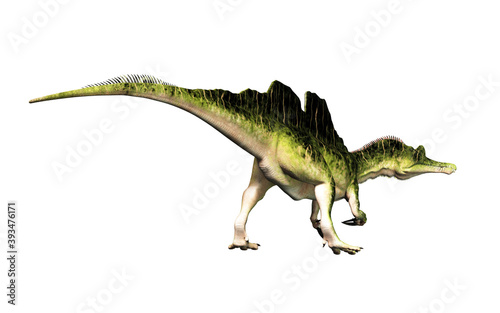 Ichthyovenator was a dinosaur of the early Cretaceous. It was a spinosaurid with an unusual split sail. It was semiaquatic and ate fish. On a white background.