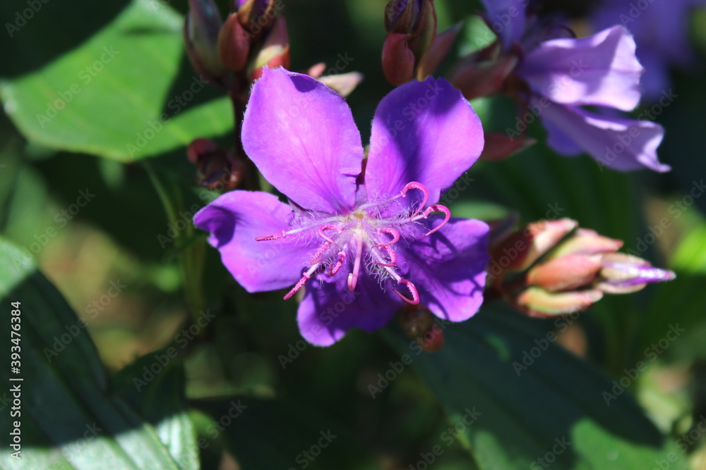 Glory Bush or Princess Flower (Tibouchina urvilleana)