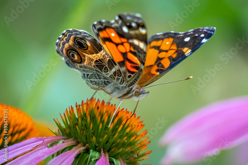 Canvas Print Close up of an American Lady butterfly (Vanessa virginiensis) visits a coneflower