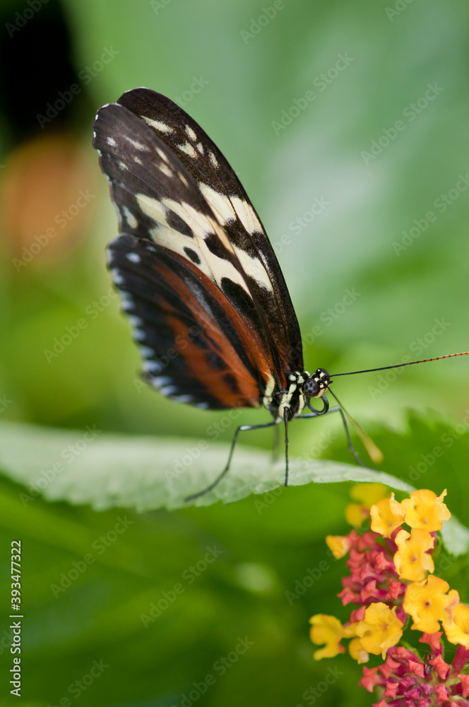 Tiger Longwing butterfly on a beautiful flower Tiger Longwing butterfly on a beautiful flower