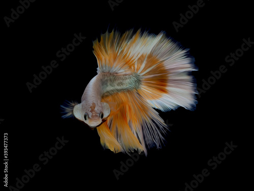 oil paint siames fighting fish..betta splendens fish with black background.