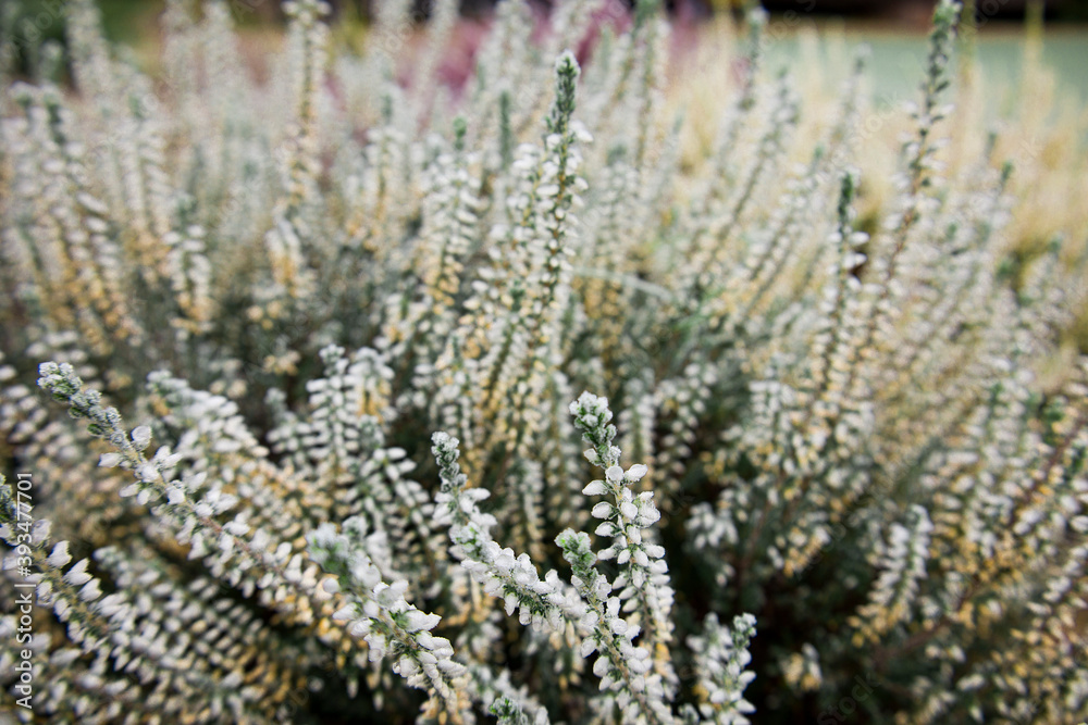 Bright colorful blooming heather, Calluna vulgaris with ice crystals. Beautiful soft atmospheric background in pastel light colors. Natural white heather flowers, selective focus.