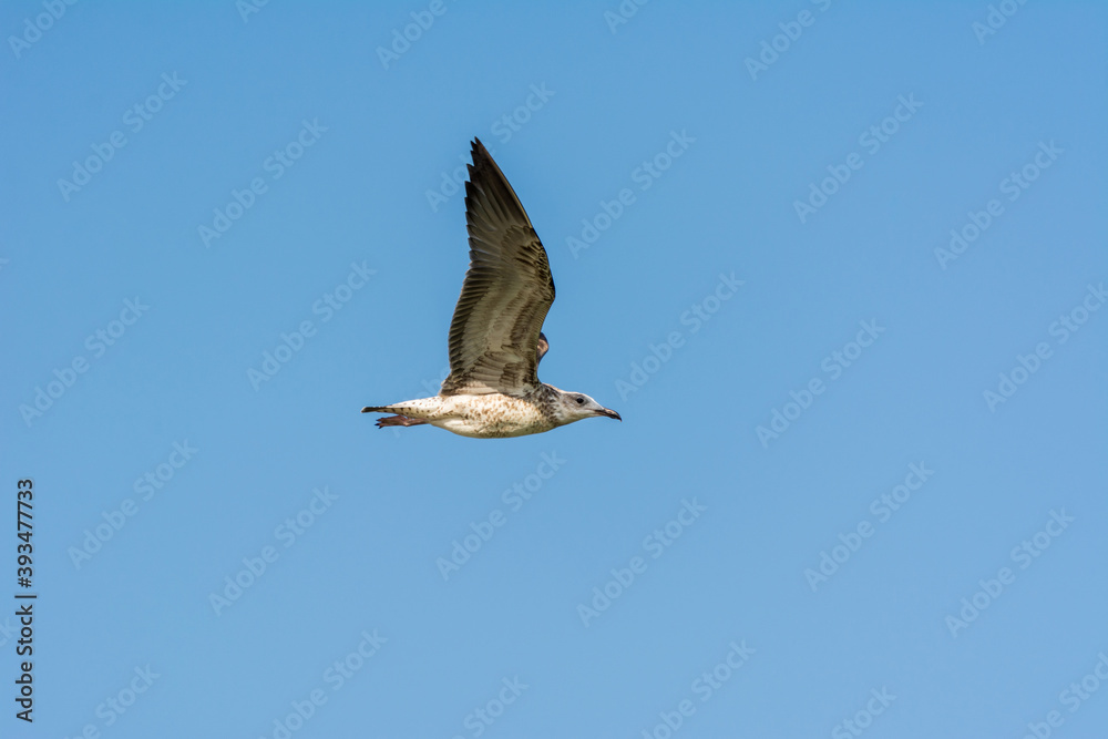 Obraz premium Seagull is flying in sky over the sea waters in corniche park, Dammam, Saudi Arabia