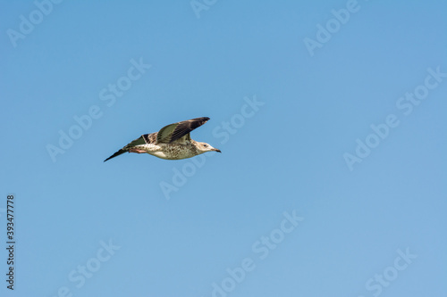 Seagull is flying in sky over the sea waters in corniche park  Dammam  Saudi Arabia