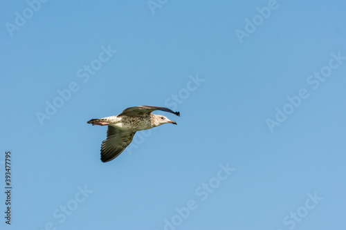 Seagull is flying in sky over the sea waters in corniche park, Dammam, Saudi Arabia