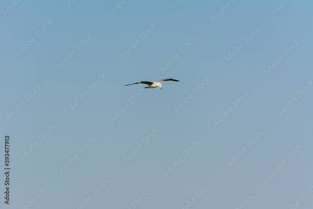 Seagull is flying in sky over the sea waters in corniche park, Dammam, Saudi Arabia Seagull is flying in sky over the sea waters in corniche park, Dammam, Saudi Arabia