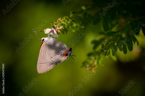 A Gray Hairstreak (Strymon melinus) visits a Panicled Ticktrefoil (Desmodium paniculatum). Raleigh, North Carolina. photo