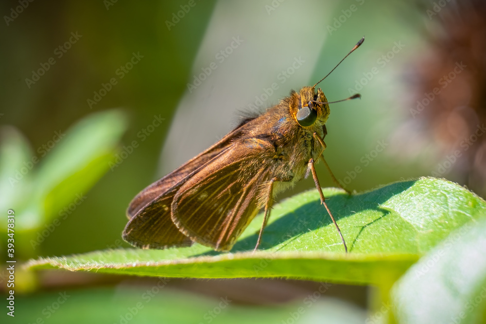 An Ocola Skipper (Panoquina ocola) rests on a leaf. Raleigh, North Carolina. An Ocola Skipper (Panoquina ocola) rests on a leaf. Raleigh, North Carolina.