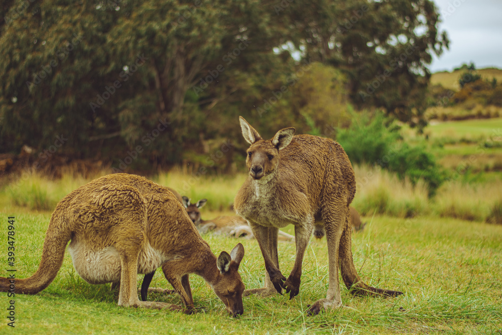 male kangaroo in grass 
