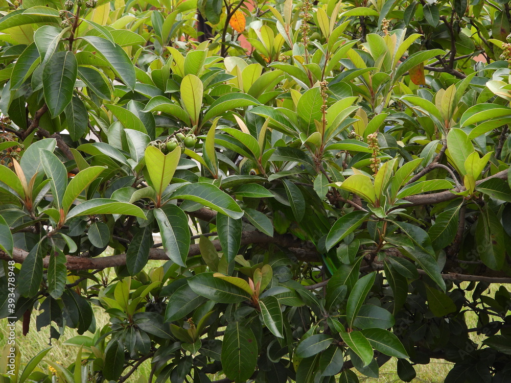 Fototapeta premium flora y fauna