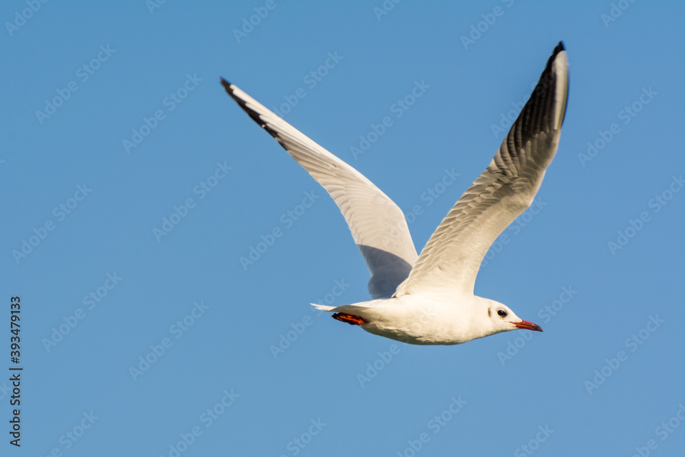 Fototapeta premium Seagull is flying in sky over the sea waters in corniche park, Dammam, Saudi Arabia