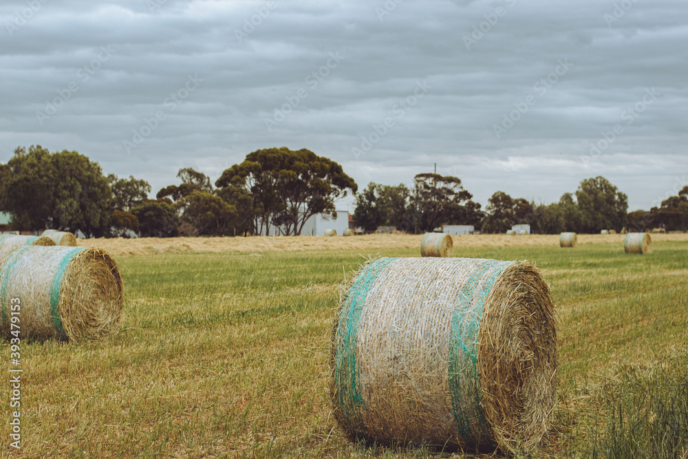 large rolls of hay in the field or paddock 