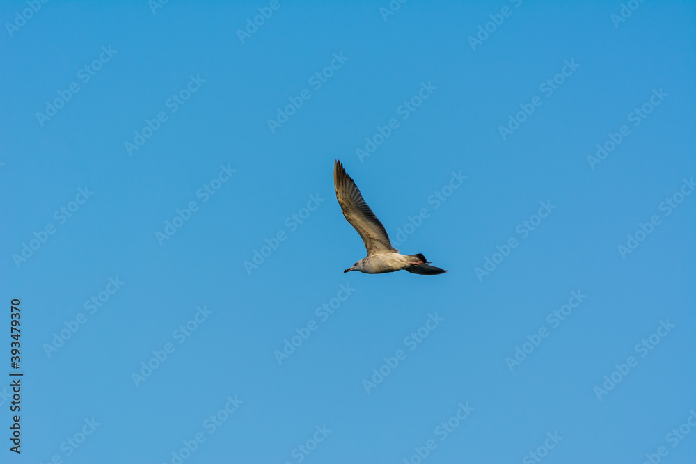 Seagull is flying in sky over the sea waters in corniche park, Dammam, Saudi Arabia Seagull is flying in sky over the sea waters in corniche park, Dammam, Saudi Arabia
