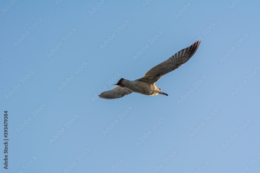 Fototapeta premium Seagull is flying in sky over the sea waters in corniche park, Dammam, Saudi Arabia