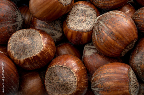 Vegetarian snack and healthy food backgrounds concept with close up on natural raw hazelnuts pile with each hazelnut still in shell