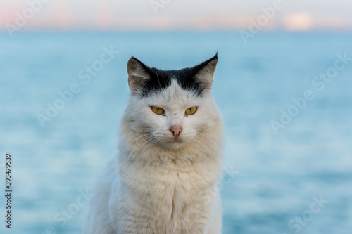 Portrait of homeless white cat sitting by the sea at the corniche park in Dammam city, Saudi Arabia