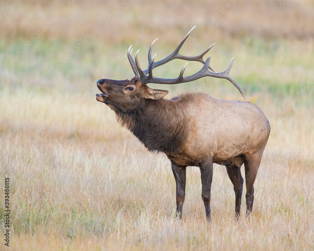 Obraz premium Bugling Bull Elk