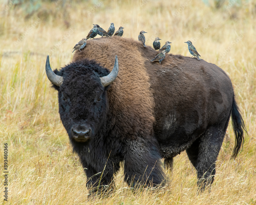 Bison Bull with Starlings perched on its back