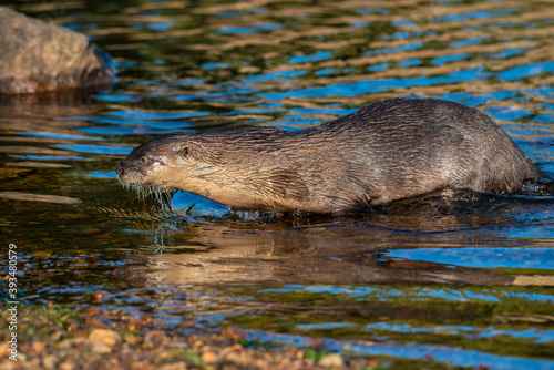 River Otter near the bank of a Colorado Lake