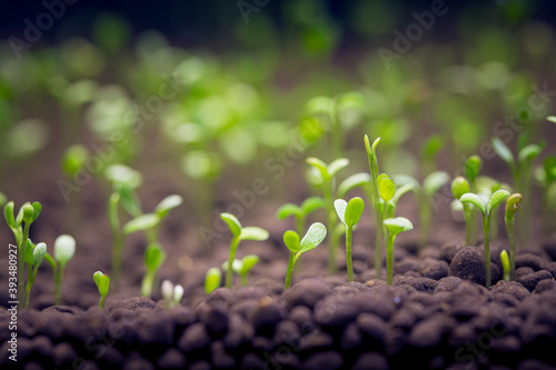 Seedlings of water plants