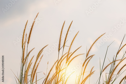 fountain flower blooming grass