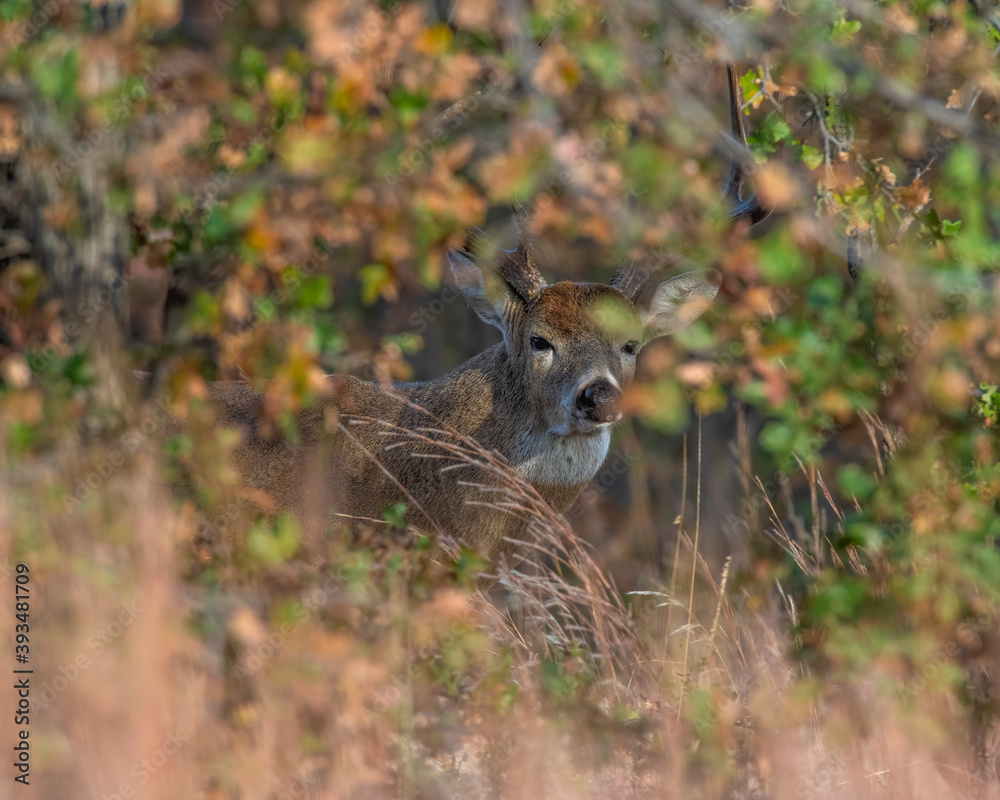 White tailed Deer in Southwest Oklahoma White tailed Deer in Southwest Oklahoma