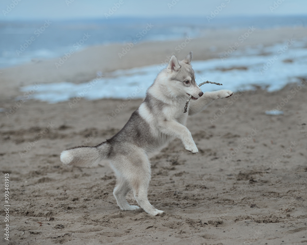 A pale breed puppy Siberian husky plays early in the morning in the fog with a stick
Funny beautiful dog plays with a branch on the beach in early spring or winter A pale breed puppy Siberian husky plays early in the morning in the fog with a stick
Funny beautiful dog plays with a branch on the beach in early spring or winter