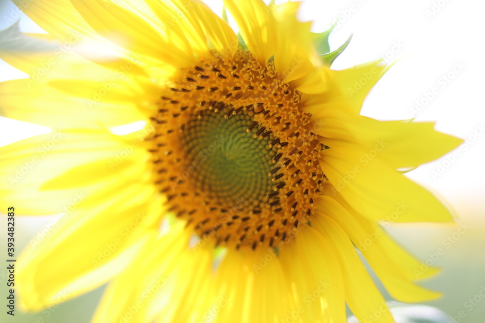 The sunflower is beautiful in the outdoor field and bright sky,Portrait. The sunflower is beautiful in the outdoor field and bright sky,Portrait.
