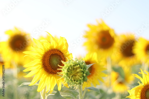 The sunflower is beautiful in the outdoor field and bright sky Portrait.