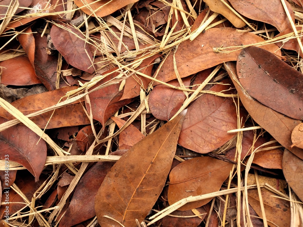 close up of leaves close up of leaves