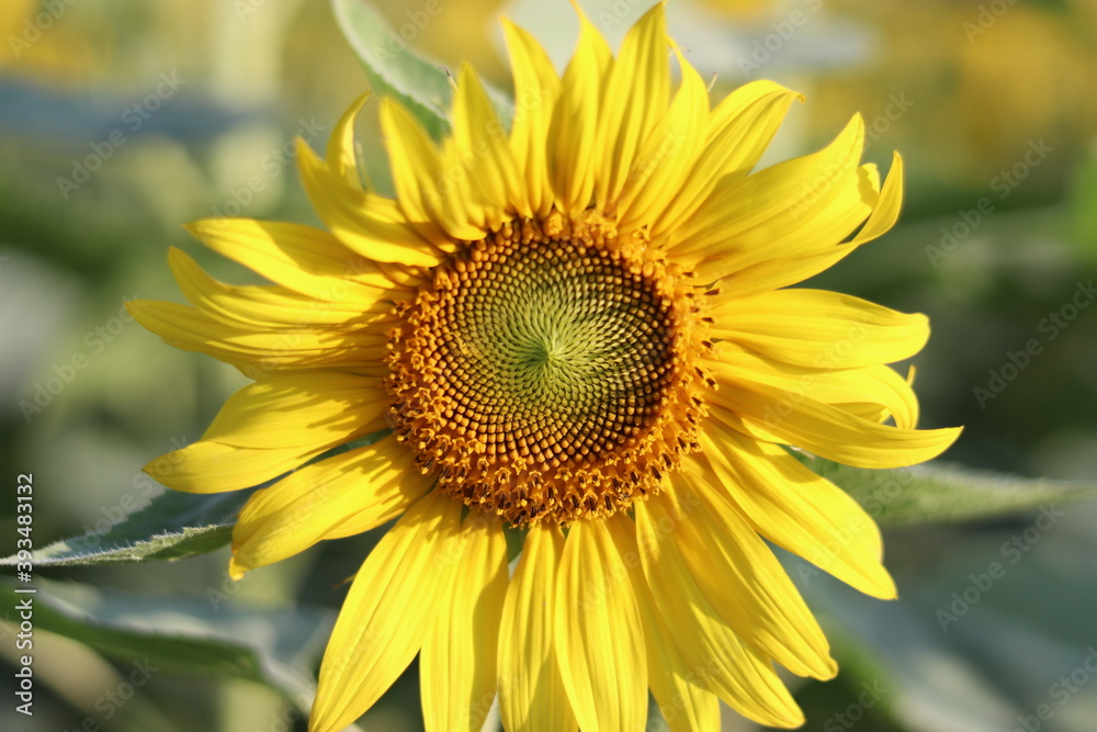 The sunflower is beautiful in the outdoor field and bright sky,Portrait. The sunflower is beautiful in the outdoor field and bright sky,Portrait.