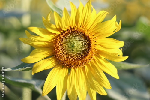 The sunflower is beautiful in the outdoor field and bright sky,Portrait.