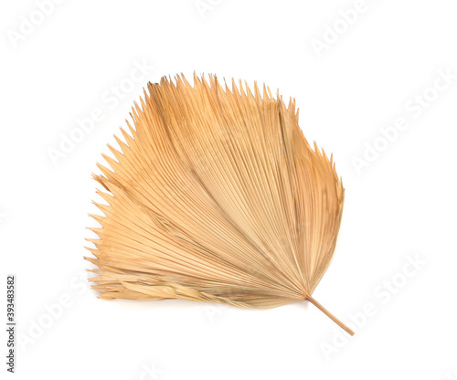 dry fiji fan palm leaf isolated on white background