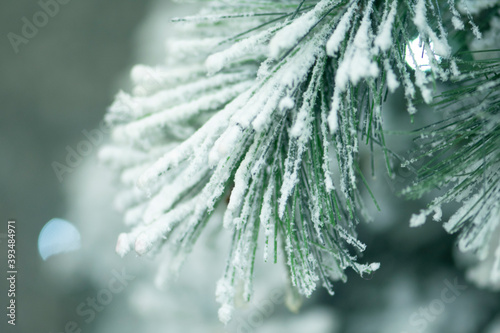 Snow on pine. White christmas background