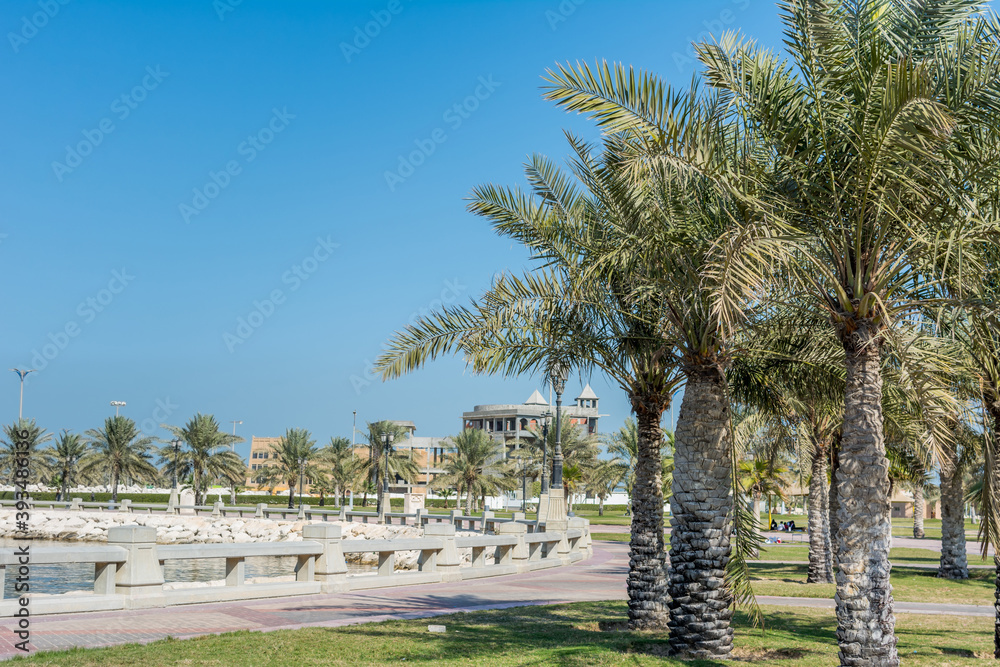 Green date palm trees in the corniche park in Dammam, Saudi Arabia