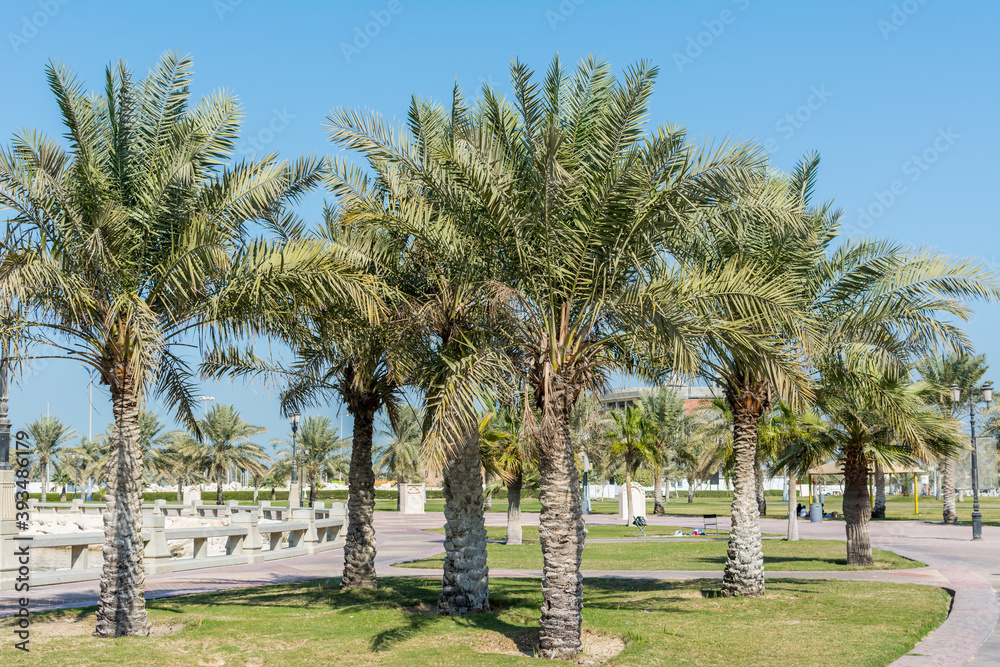 Green date palm trees in the corniche park in Dammam, Saudi Arabia