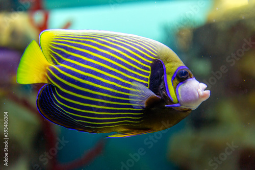 Fish Imperial angel (pomacanth). Emperor angelfish (Pomacanthus imperator) photo