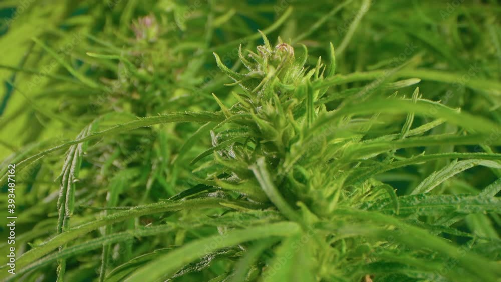 Green leaf of hemp, Marijuana for experiments in medical science. 
Production of natural cosmetics and medicines, perfumery.
Means of modern Eco Cosmetics
Skin care and alternative medicine. CBD oil.