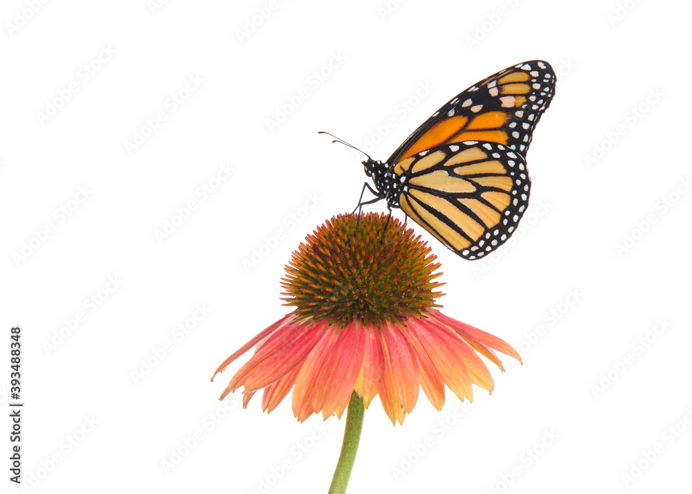 Close up of one female Monarch butterfly on top of a pink and peach colored cone flower. Profile view isolated on white.