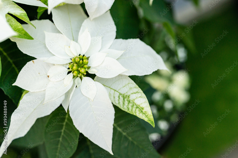 Obraz premium 白いポインセチア