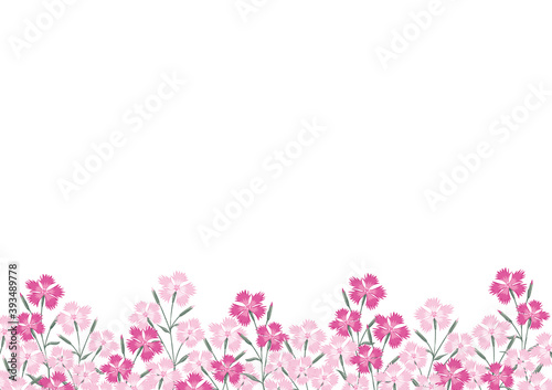 なでしこ  花　イラスト　背景　フレーム