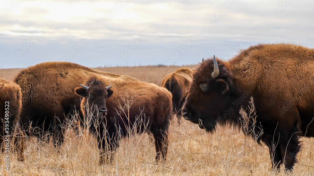 Several wild American bison, Bison bison, standing in the tall grass of a midwest prairie in winter time with cloudy skies.
