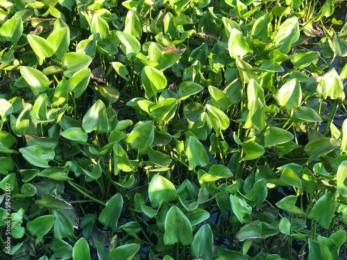 green leaves in the garden