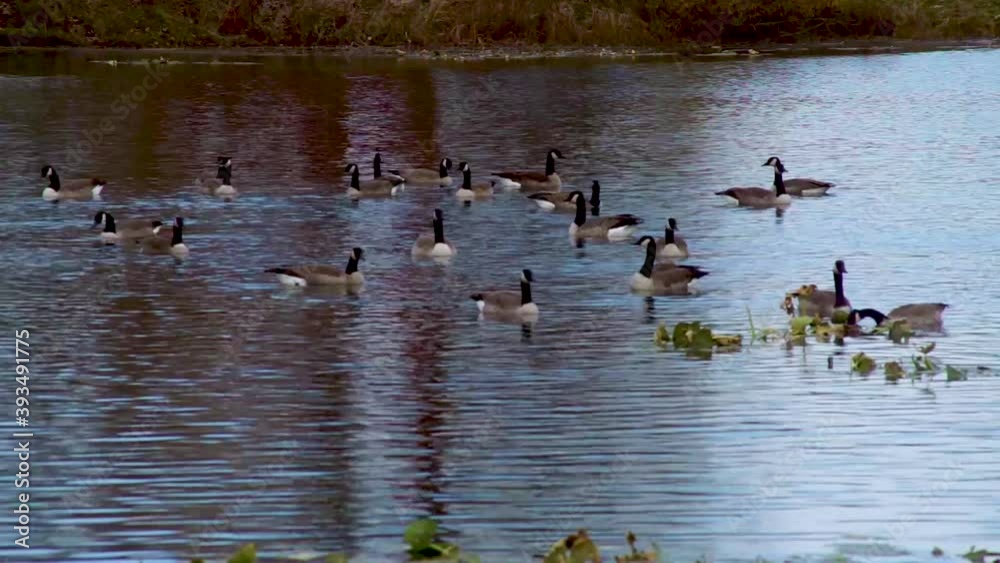 Ducks Floating in a Pond - Relaxing Static Nature & Wildlife Shot Ducks Floating in a Pond - Relaxing Static Nature & Wildlife Shot