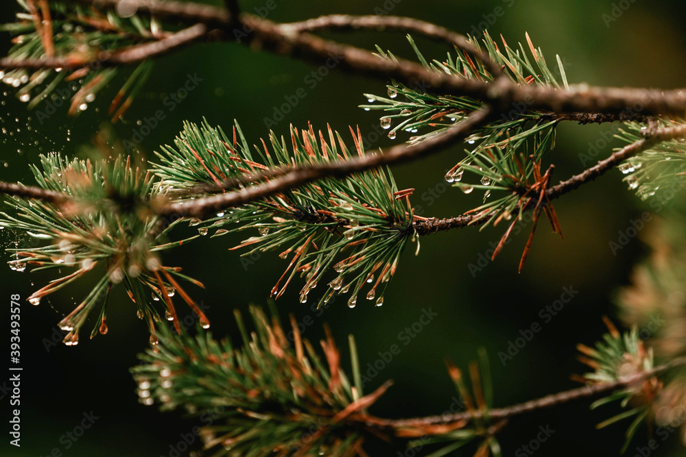 Pine branch close up after rain on blurred colorful background forest Pine branch close up after rain on blurred colorful background forest